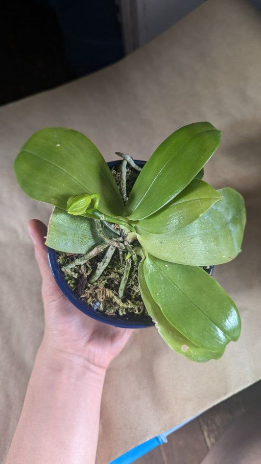 Phal. Bellina × 'Platinum' red star